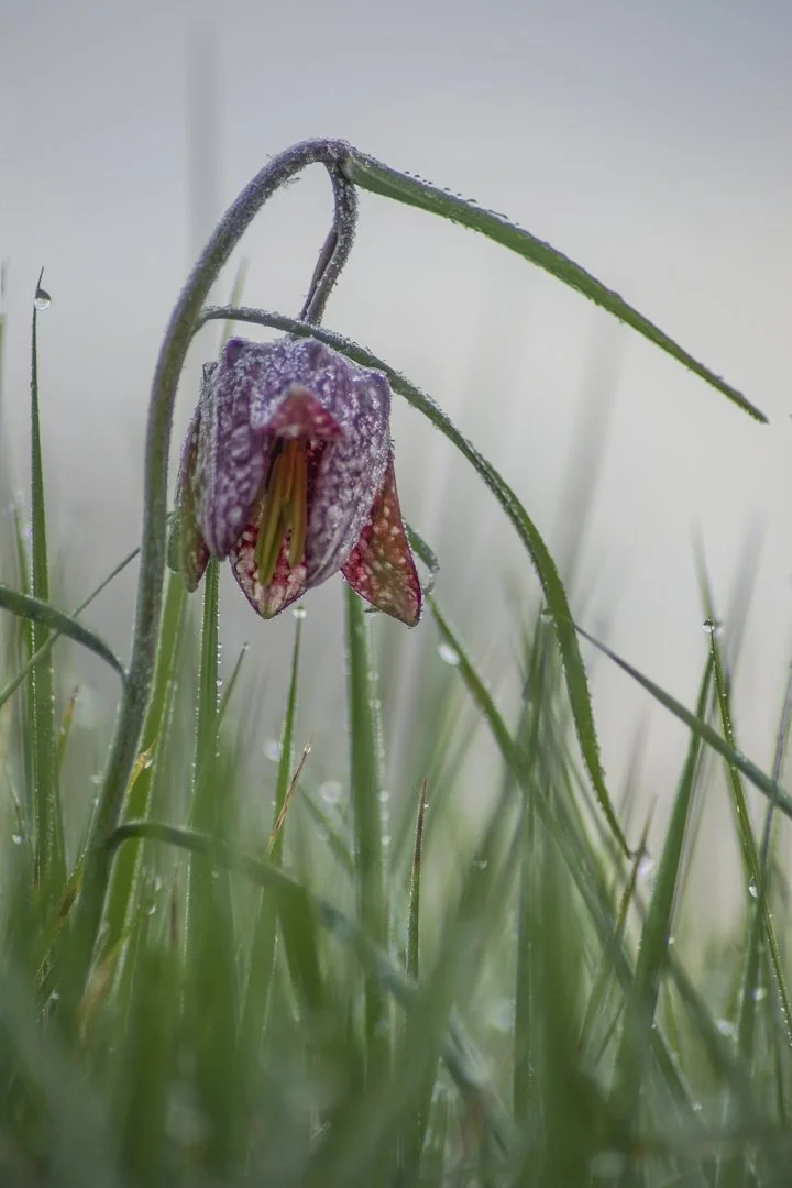 Fritillaires-2019-6.JPG