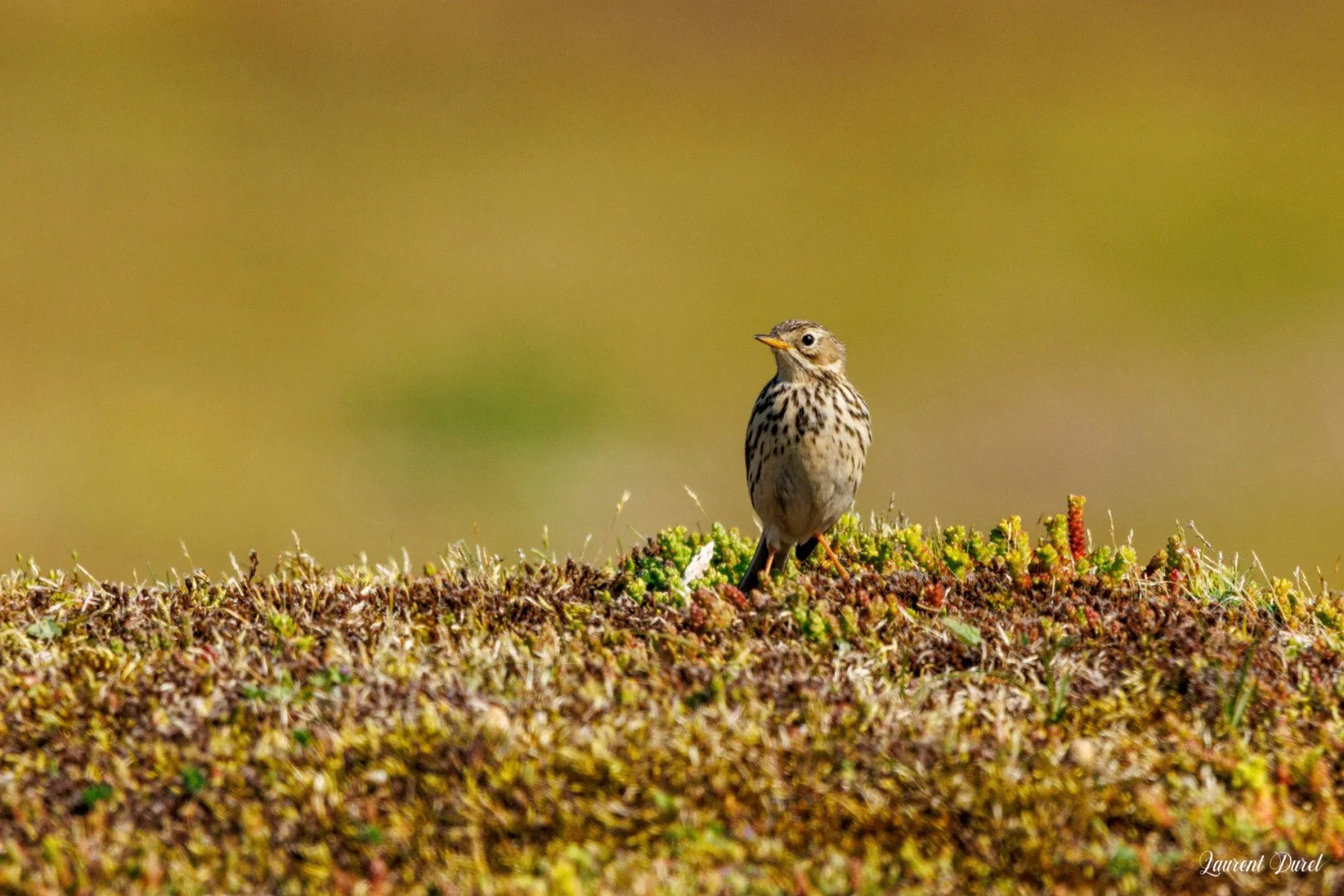 LD-05-25-Pipit-Farlouse.jpg