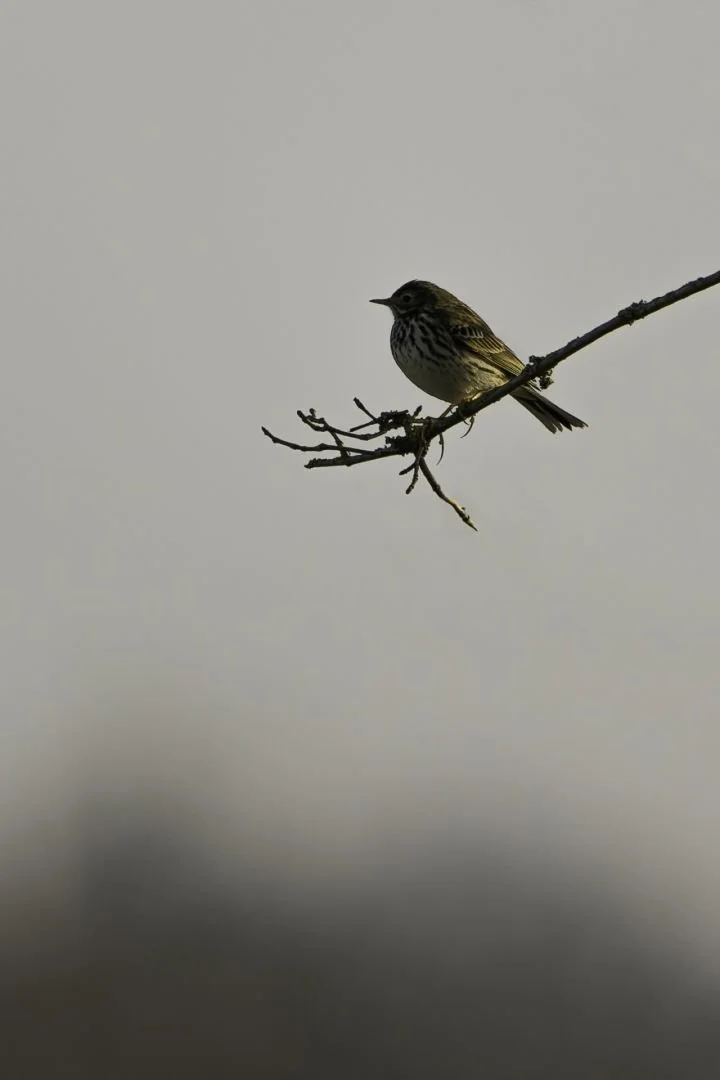 Pipit-farlouse.jpg