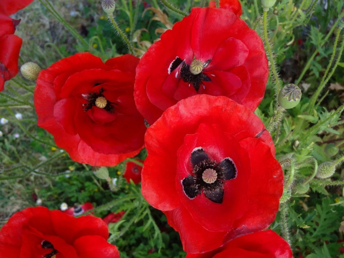 rouge-coquelicots.juin_.jpg