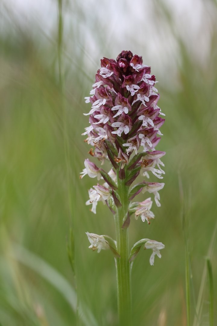 Orchis-brulé.jpg