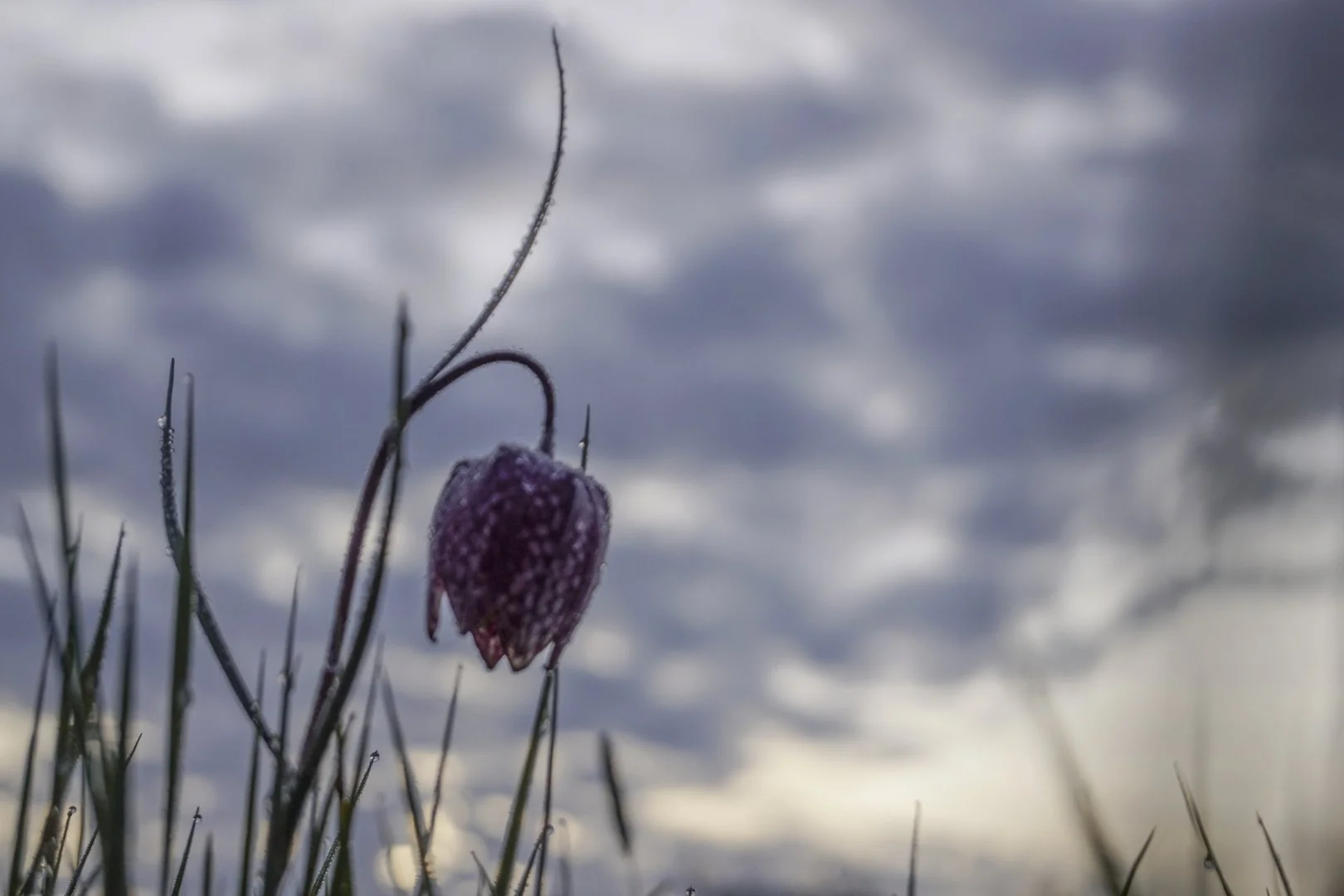 Fritillaires-2019-7.JPG