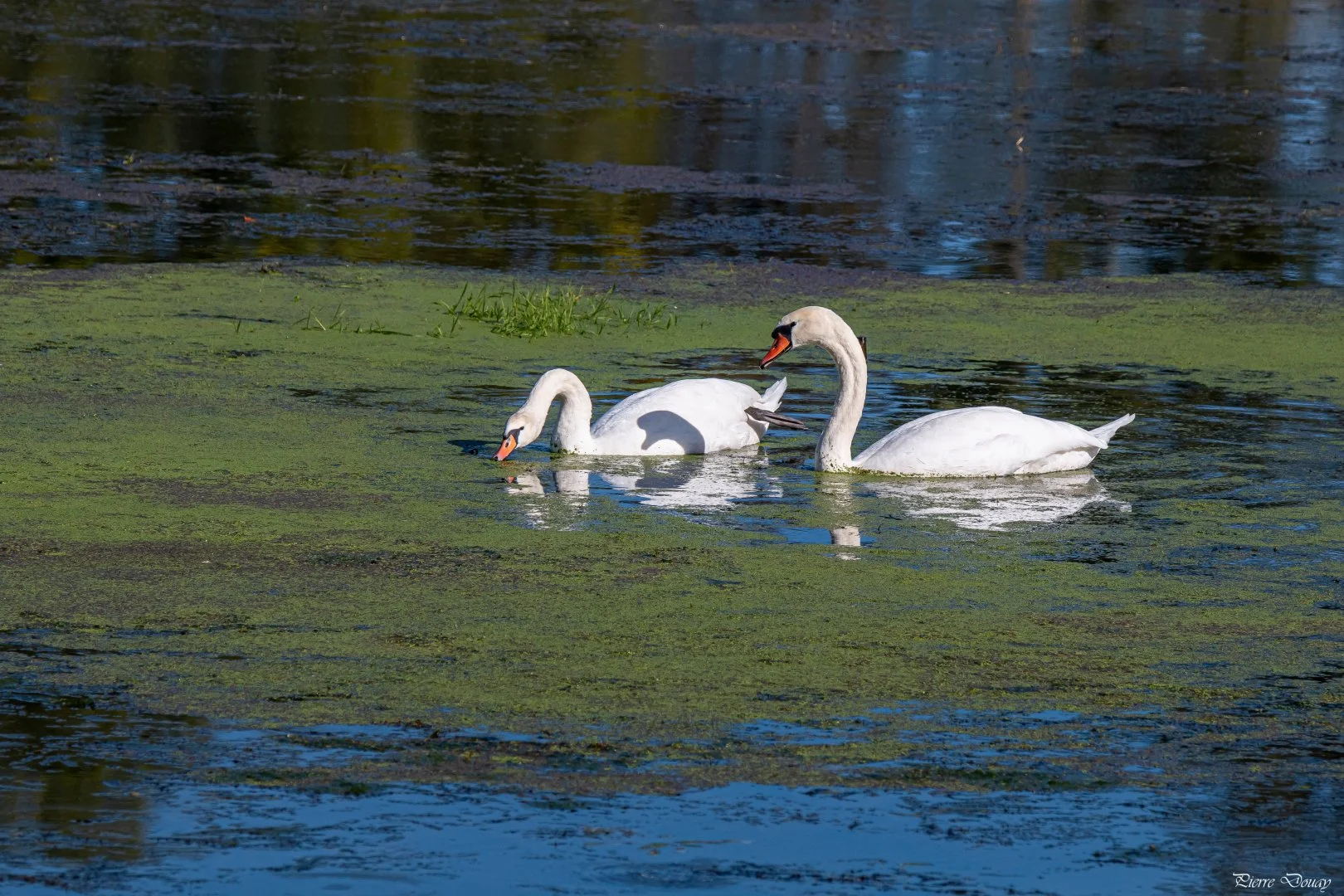 10-25-P-D-Cygne5.jpg