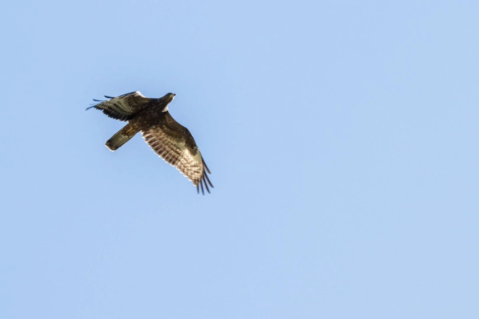 IMG_6857-jpeg.jpg