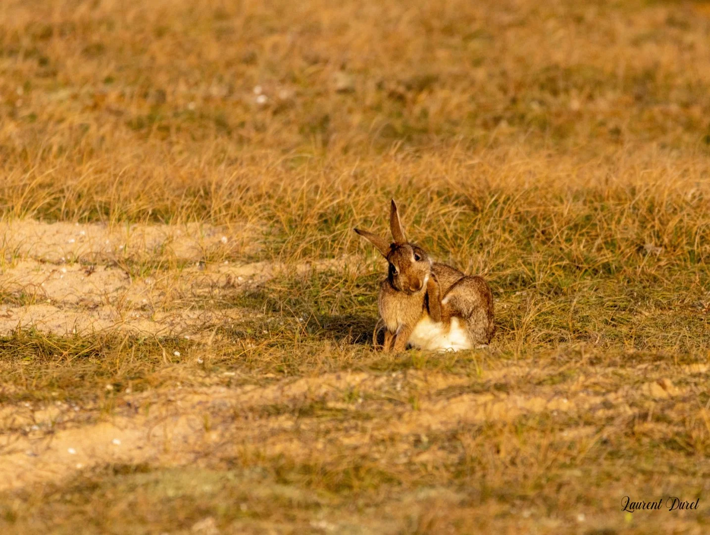 LD-12-23-Lapin-de-garenne-1.jpg
