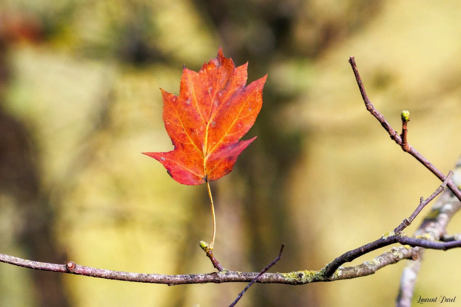 LD-11-25-feuille.jpg