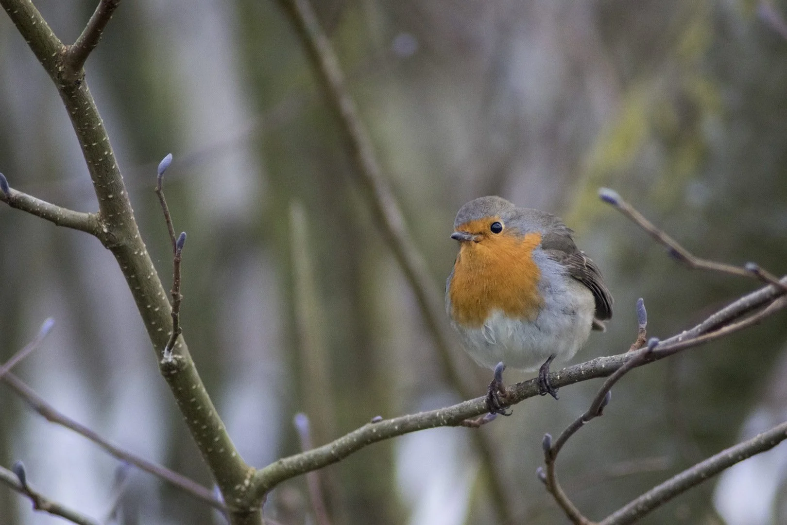 P-D-01-22-7-1.200-F-5.6-300mm-2000-iso.jpg