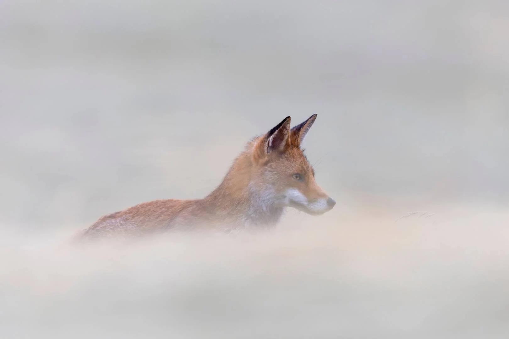 RG_0525_Renard07.jpg