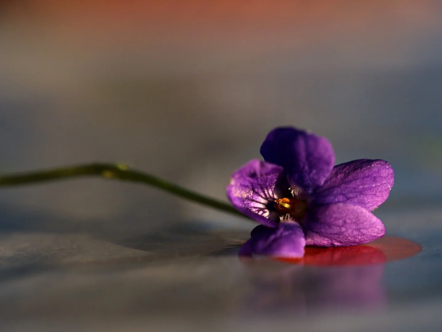 Violette.jpg