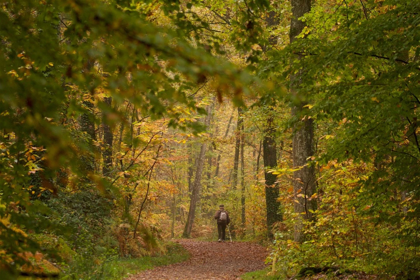 Sortie Bois de L'Huisserie - automne 2015