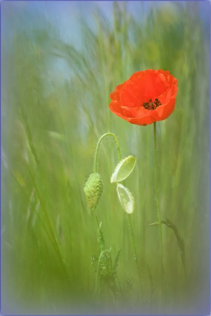 Coquelicot.jpg