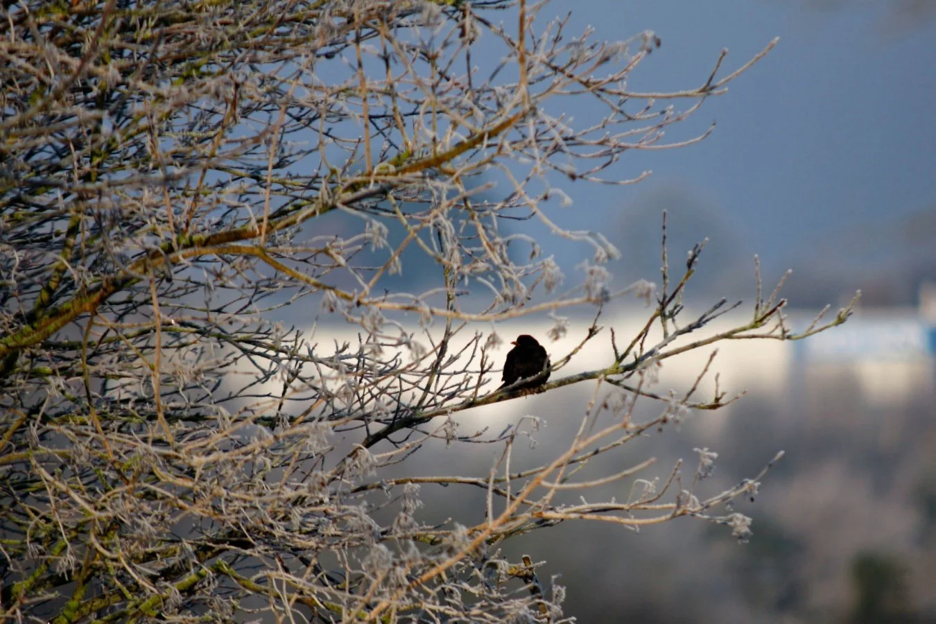 Solitude-Hivernale.jpg