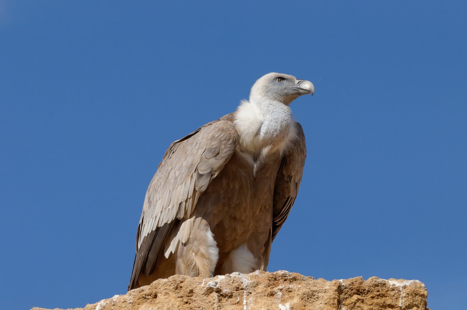 Le-vautour-fauve.jpg