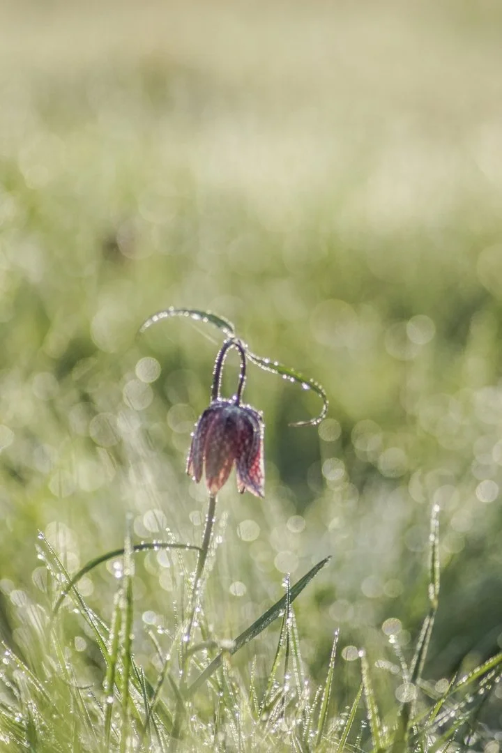 Fritillaires-2019-14.JPG