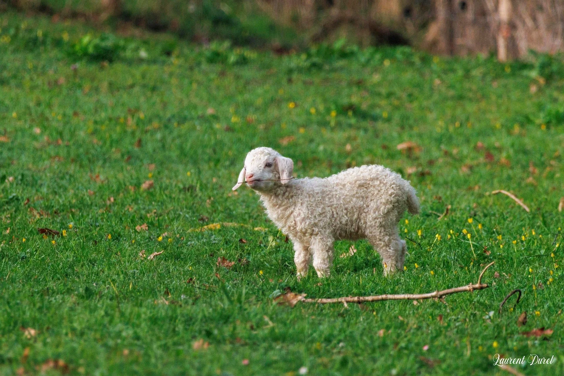 03-26-LD-Chevreau angora.jpg