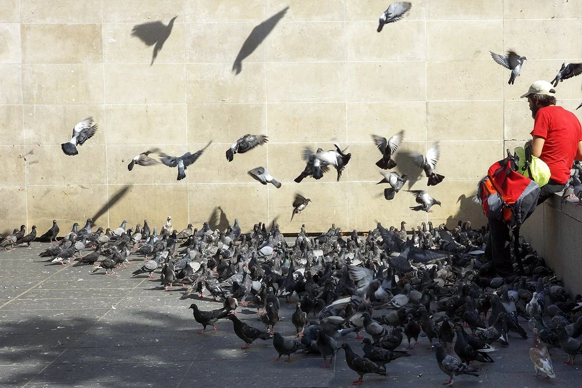 18-paris-aout_ciron.jpg