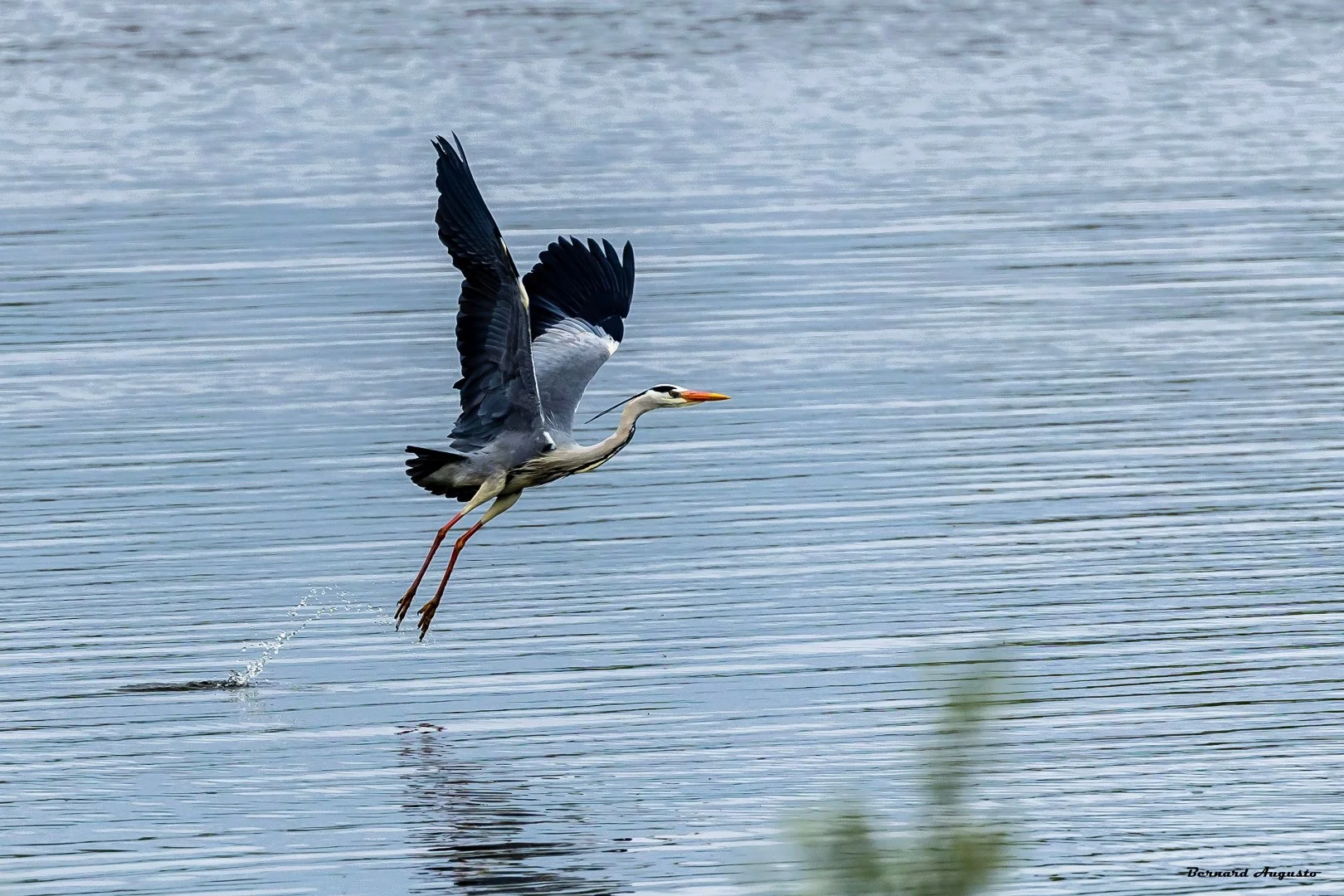 BA-0424-05-Heron-.jpg