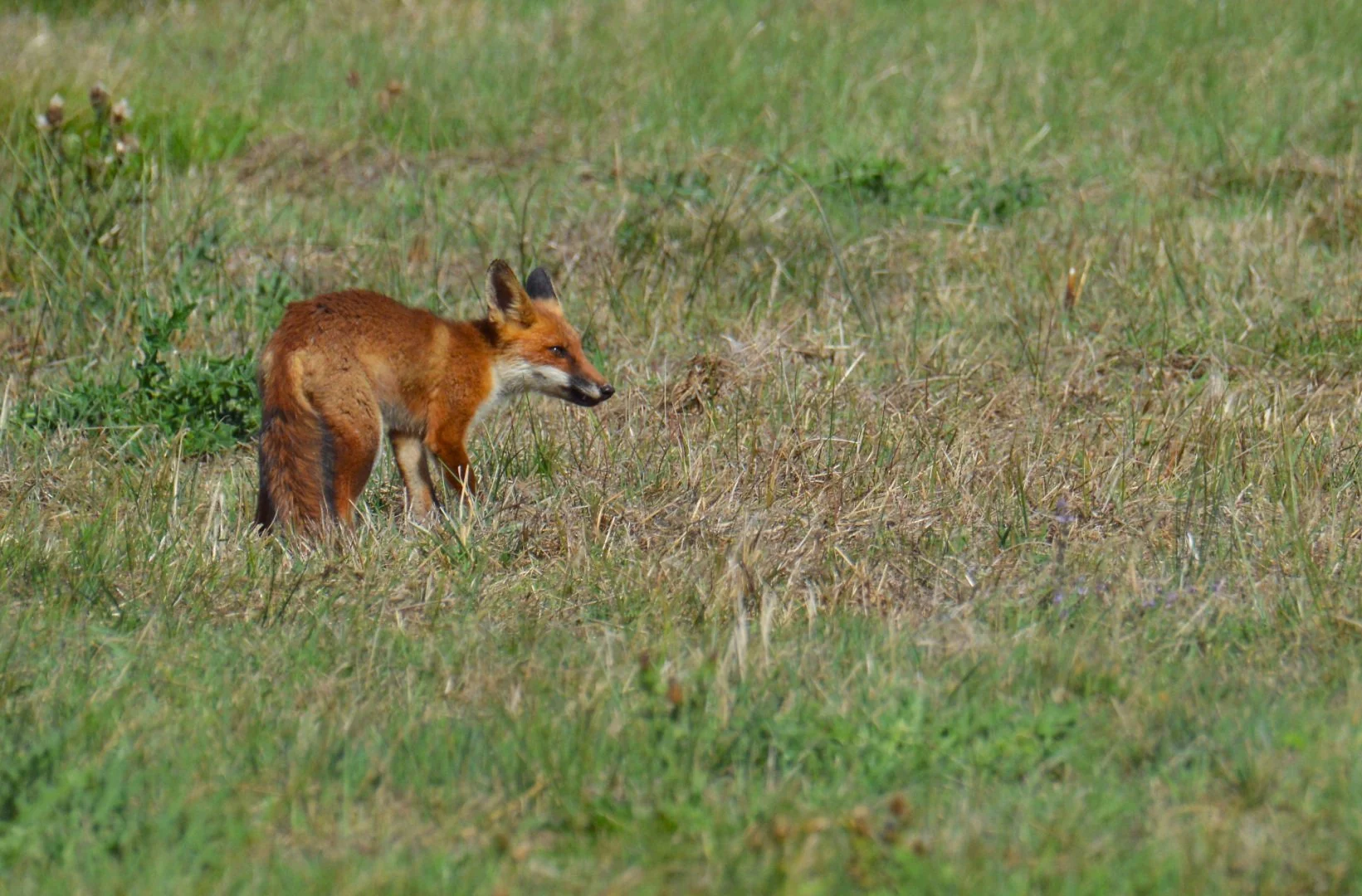 CG-0923-Renard05.jpg