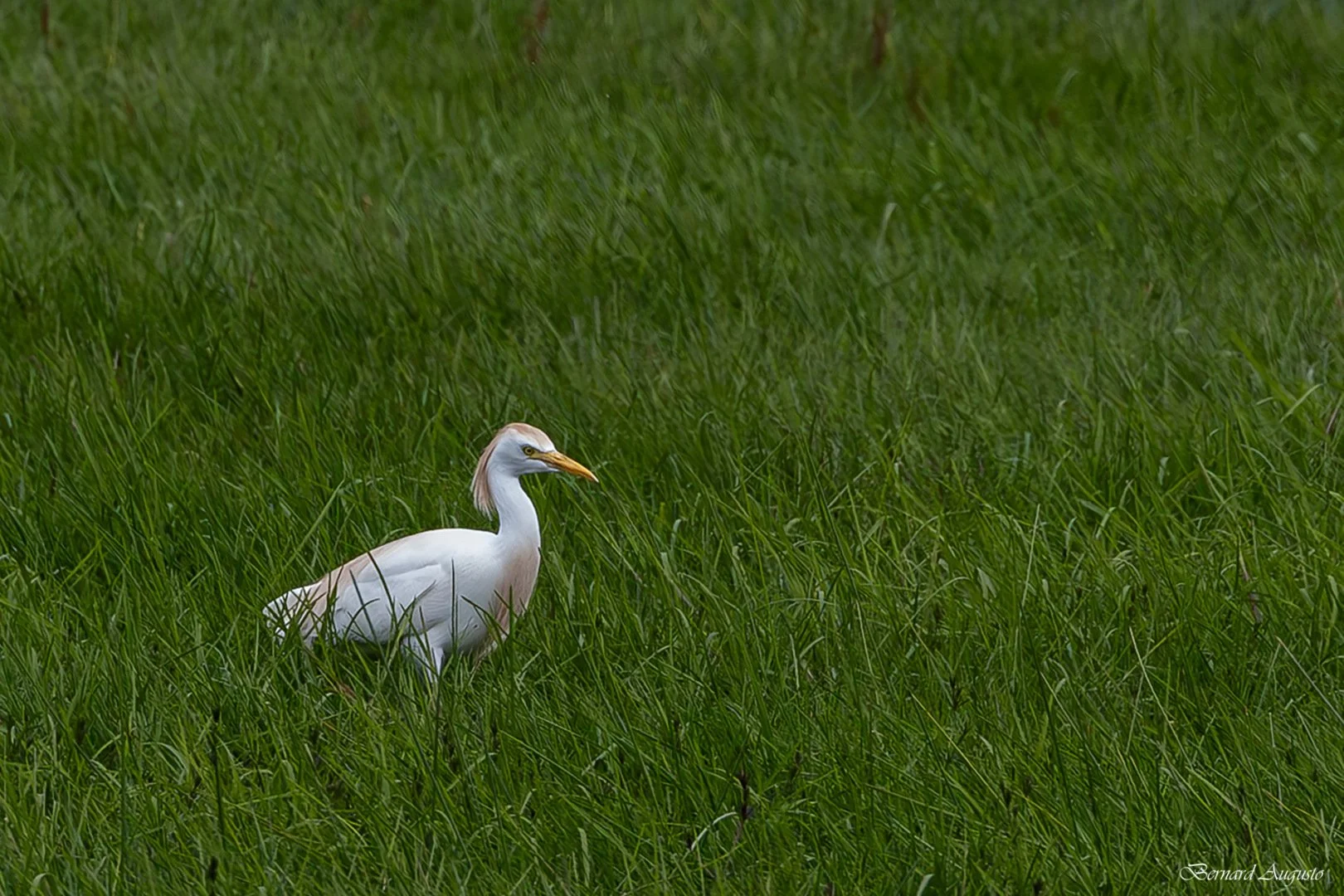 BA-17-04-25-Un-heron-garde-boeufs.jpg