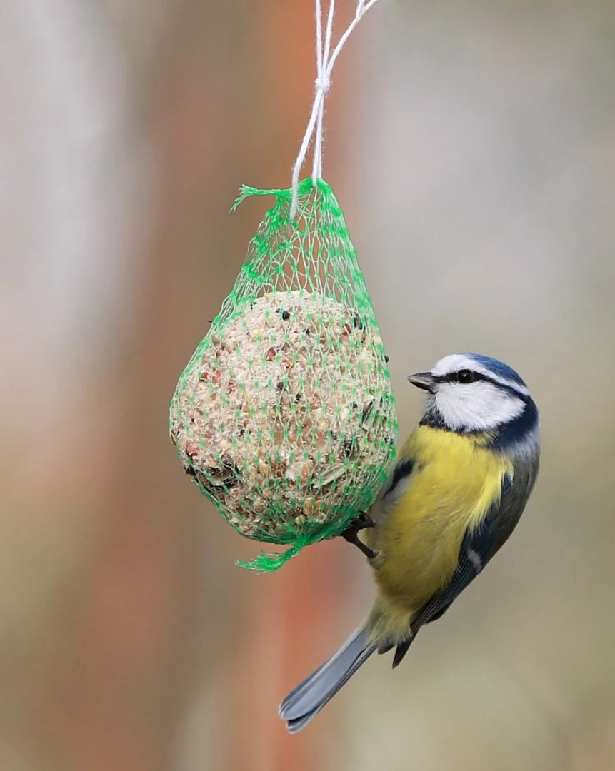 Mésange-bleue-.jpg