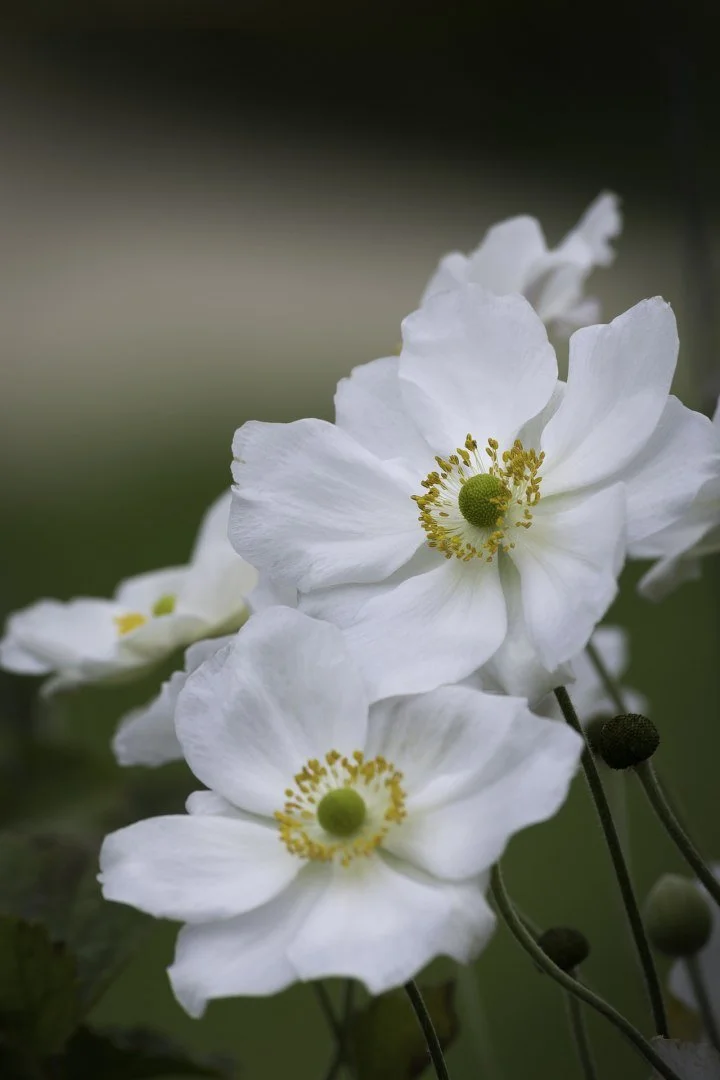 Anemonea.jpg
