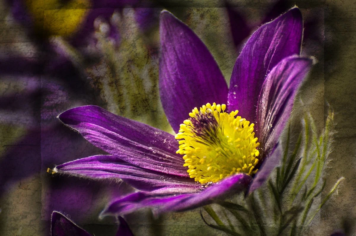 15anemone.jpg