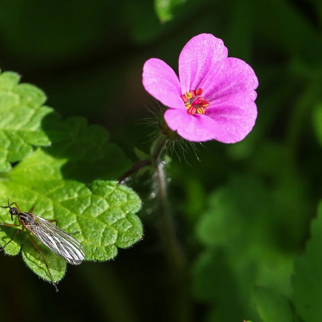 geranium-robert.jpg