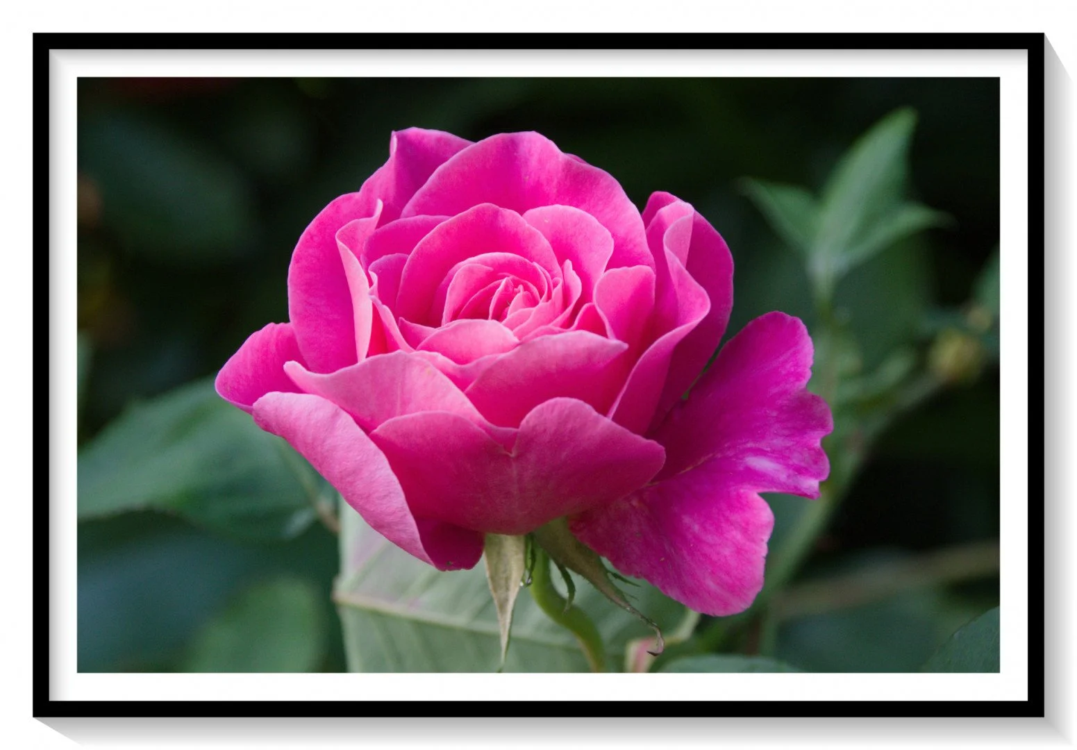 Une-rose-encadree.jpg