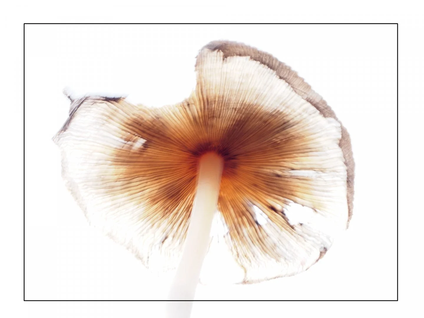 meduse.jpg