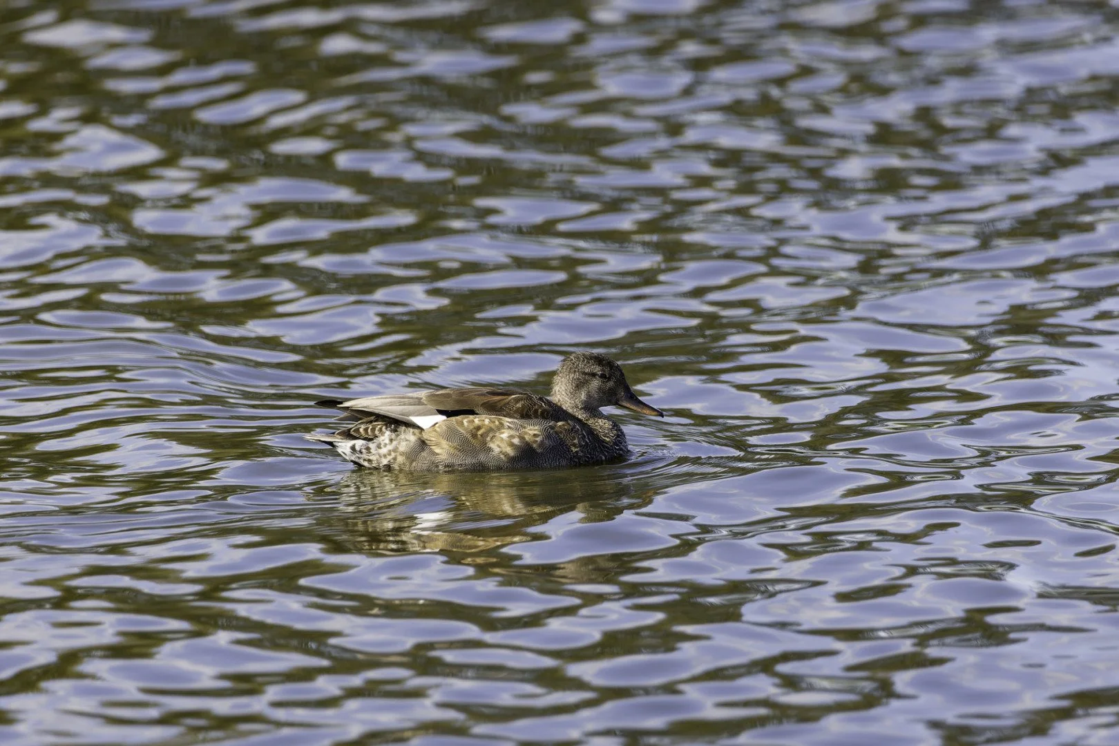Canard-chipeau.jpg
