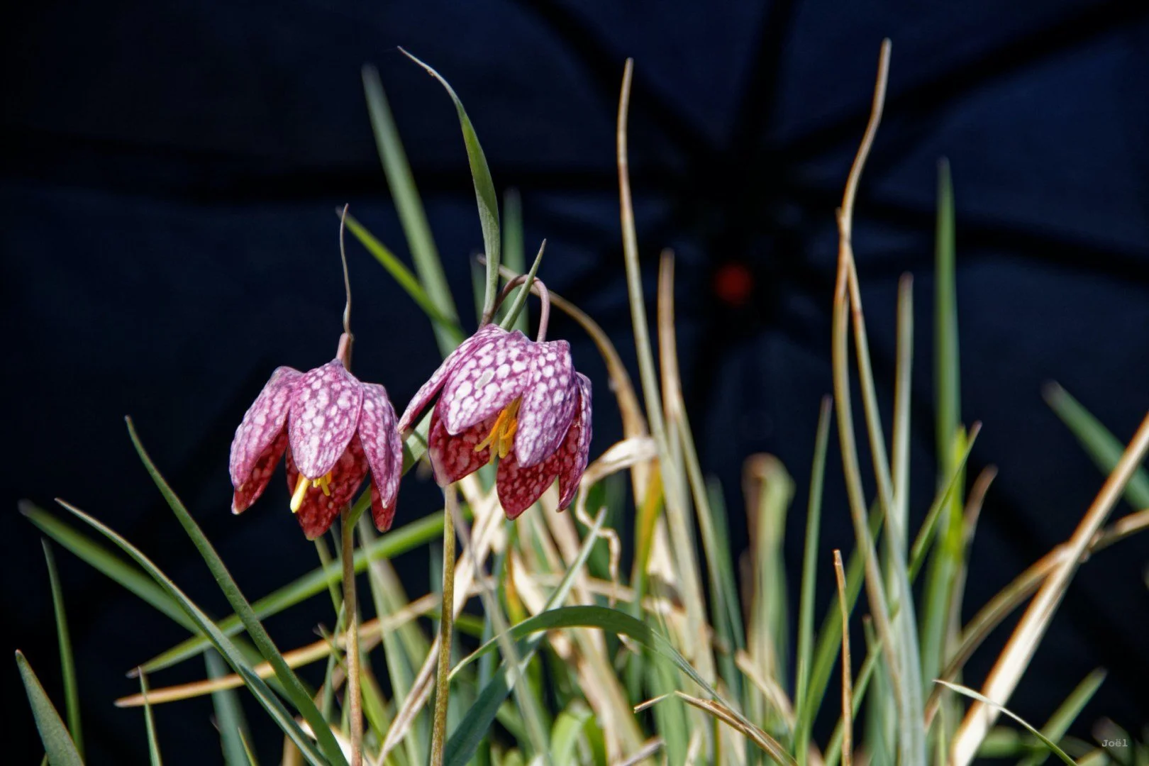 Fritillaires_avril_2021_26.jpg