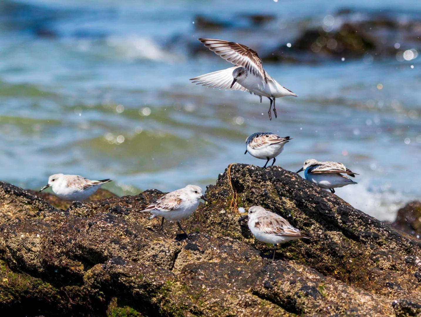 Becasseaux-sanderling.jpg
