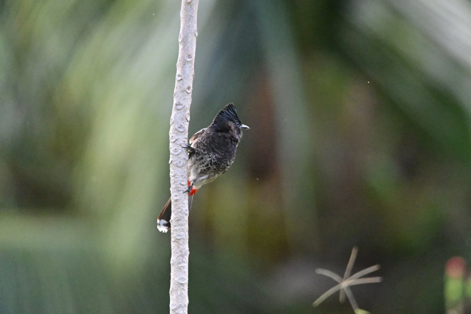 HM-Chevrette-Mod-600mm-S-Vit3200s-f6.3-ISO6400-Moorea-DSC_4501.jpg