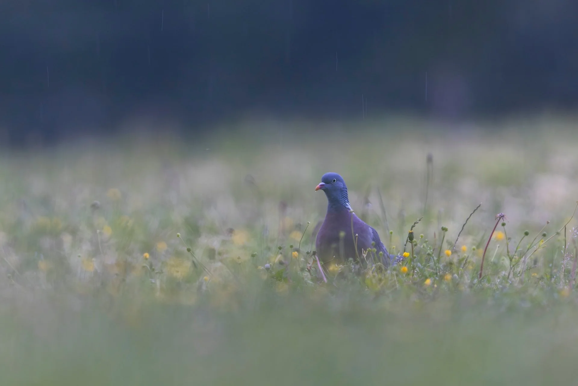 RG_0526_Pigeon.jpg
