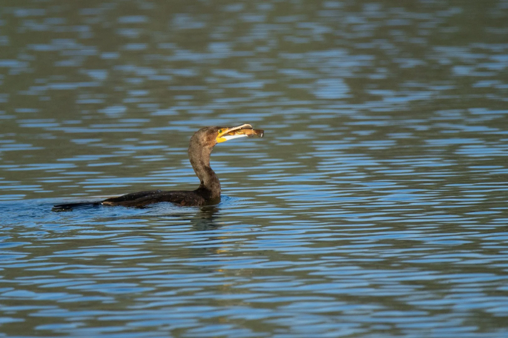 HM-Grand-Cormoran-Mod-600mm-S-Vit3200s-f6.3-ISO1000-Change-DSC_6994_2.jpg