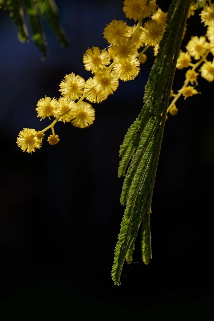 Mimosa.jpg