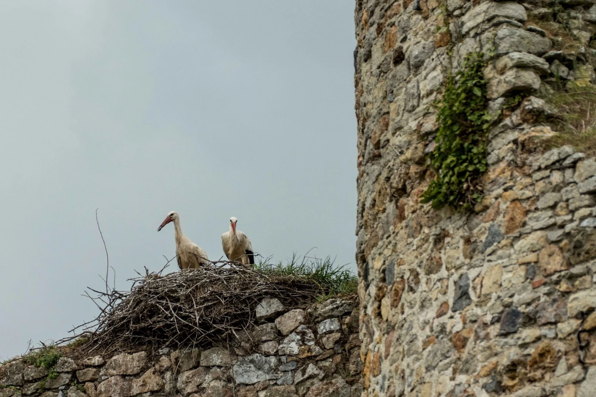 Château-de-la-Rivière-Cigognes-23.jpg