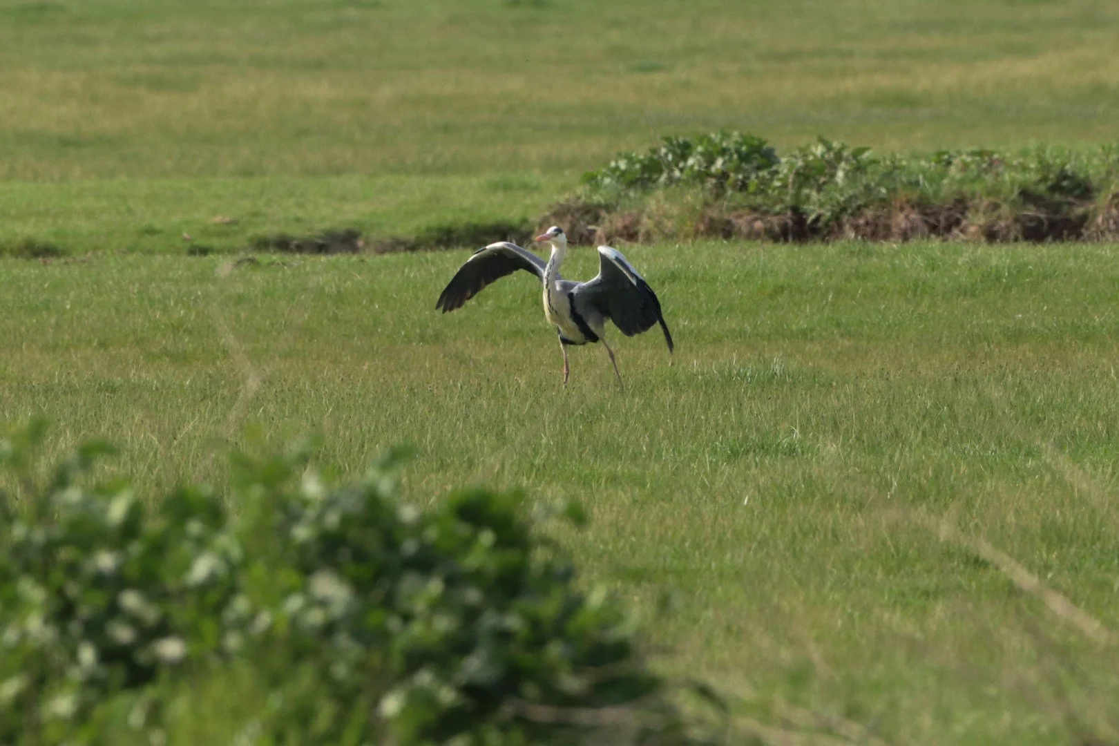 Heron_1.jpg