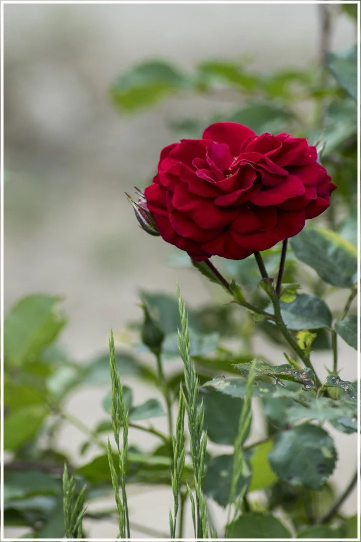 Roses-17.jpg