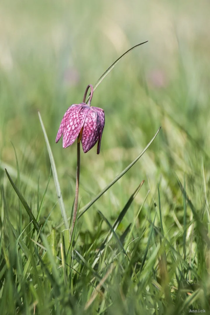 Fritillaires_avril_2021_03.jpg