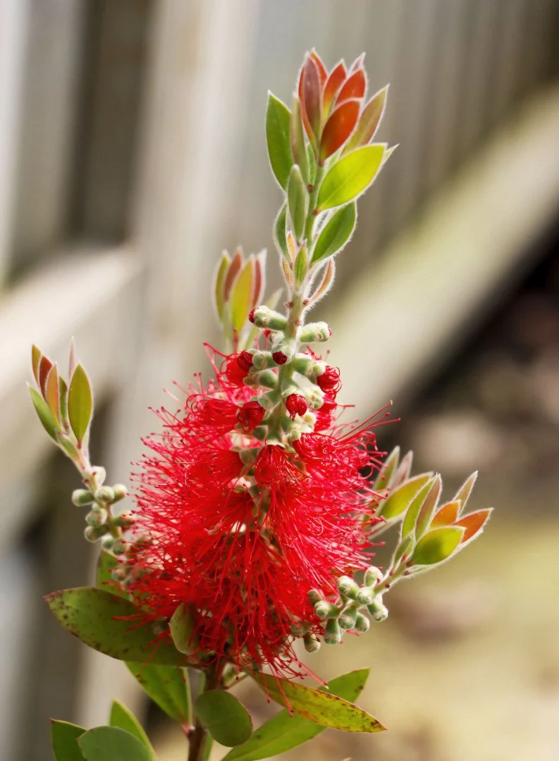 Callistemon-Citrinus-Splendens.jpg