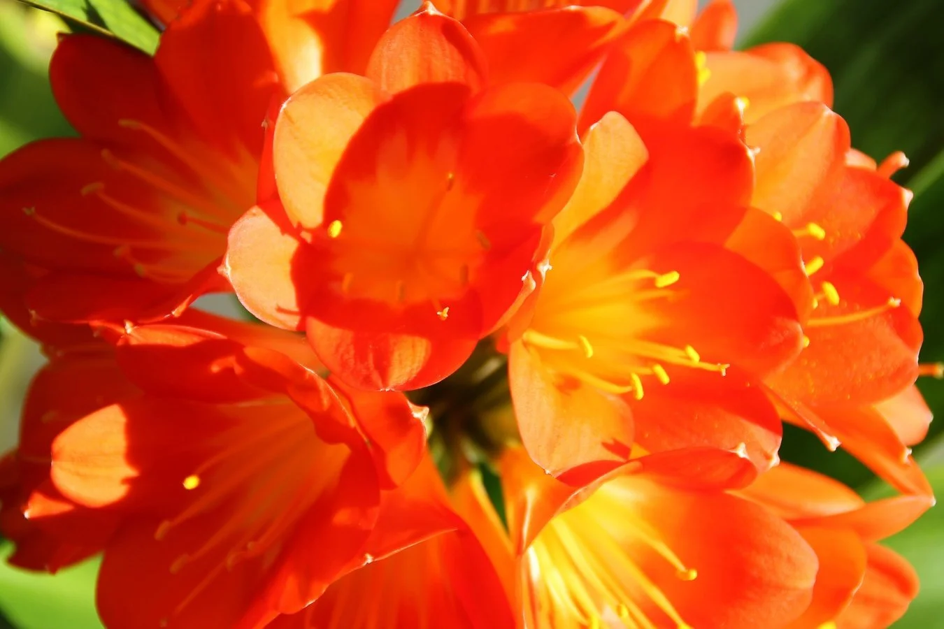 la-fleur-de-Clivia.jpg