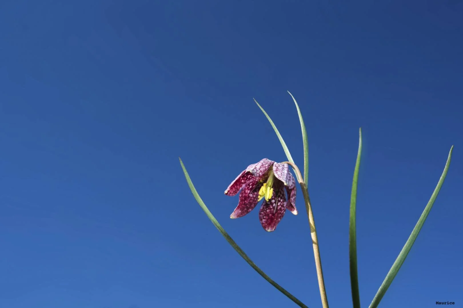 Fritillaires_avril_2021_33.jpg