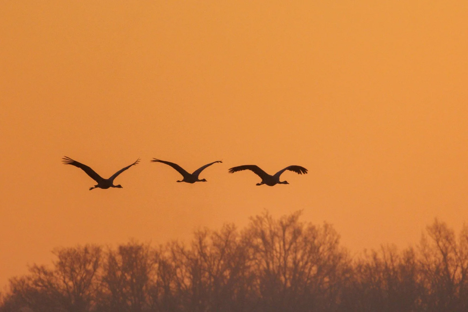 CB-0125-Grues-au-depart-du-dortoir.jpg