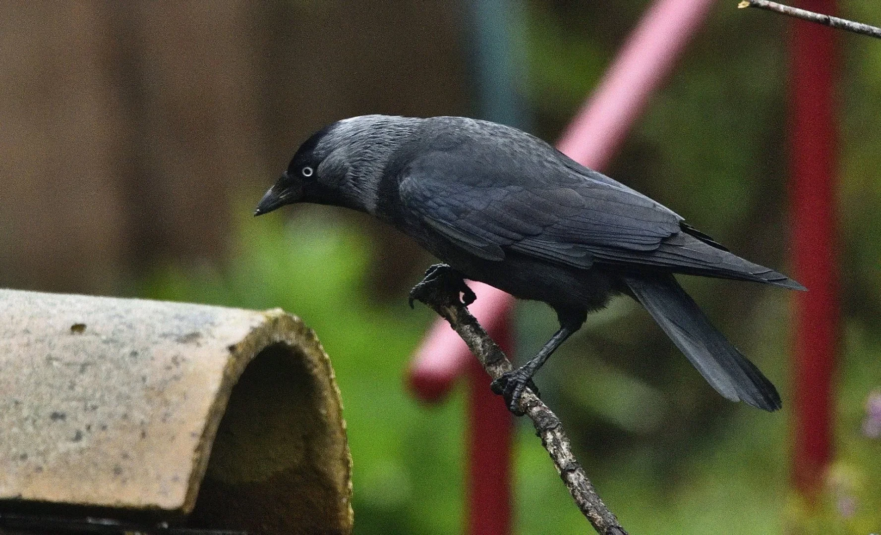 DSC1073-R.P.2021.04.jpg