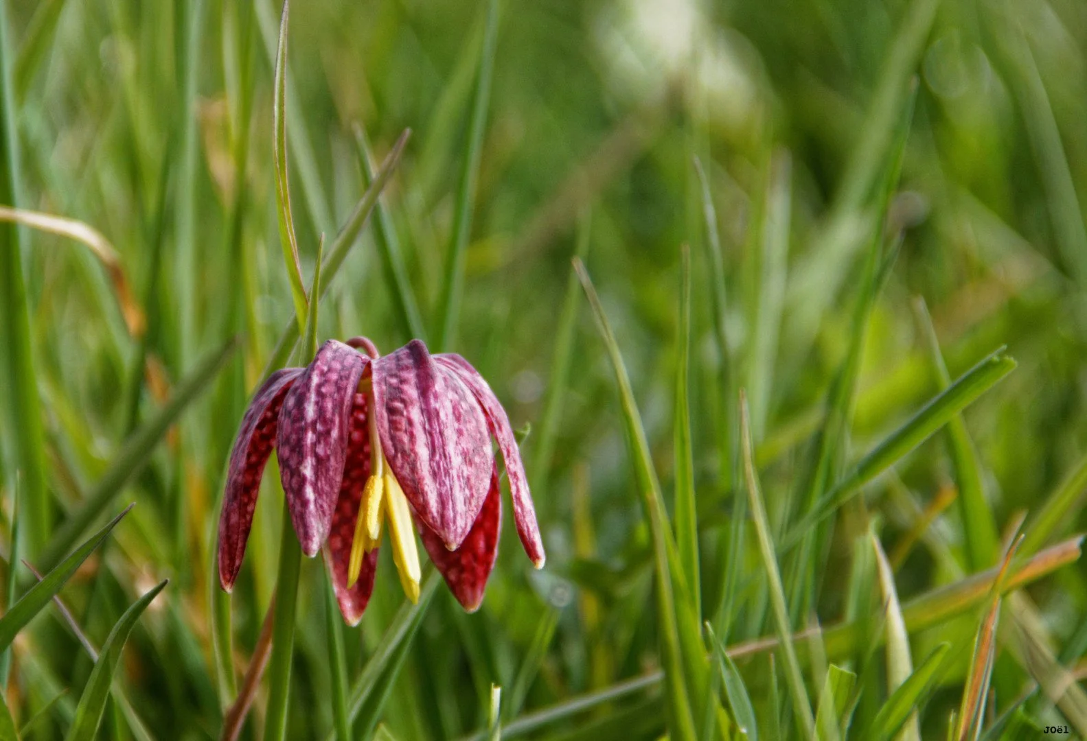 Fritillaires_avril_2021_27.jpg