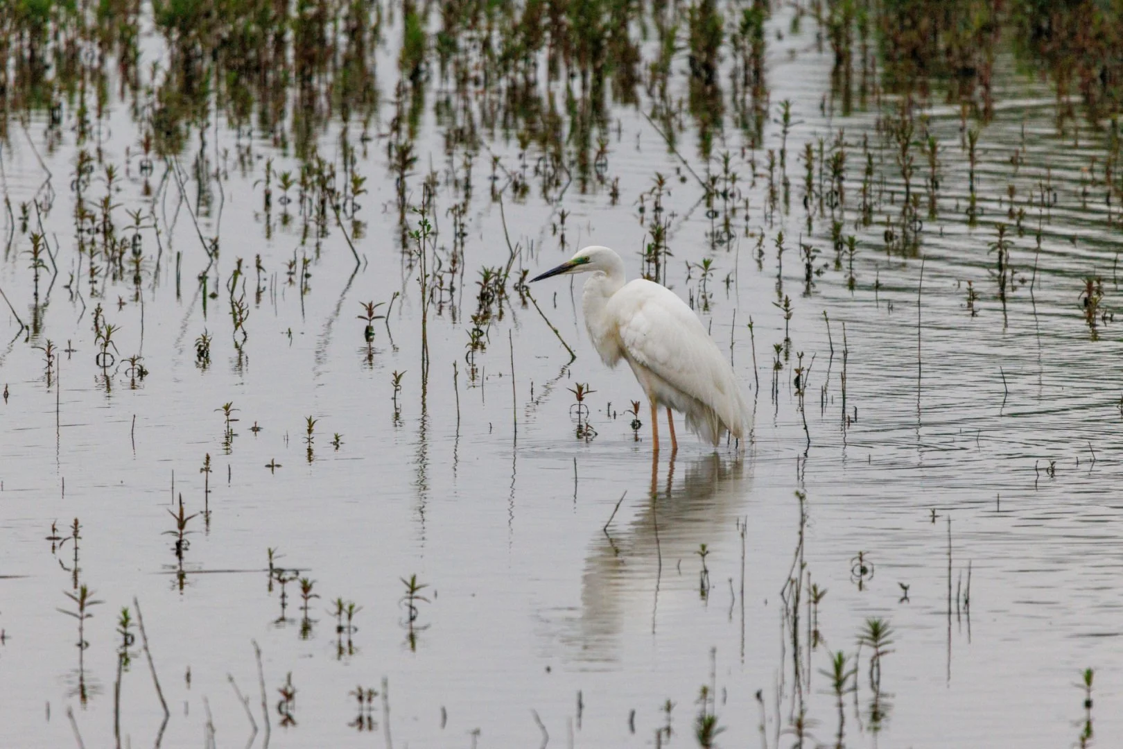 3-LD-0524-Aigrette-garzette.jpg