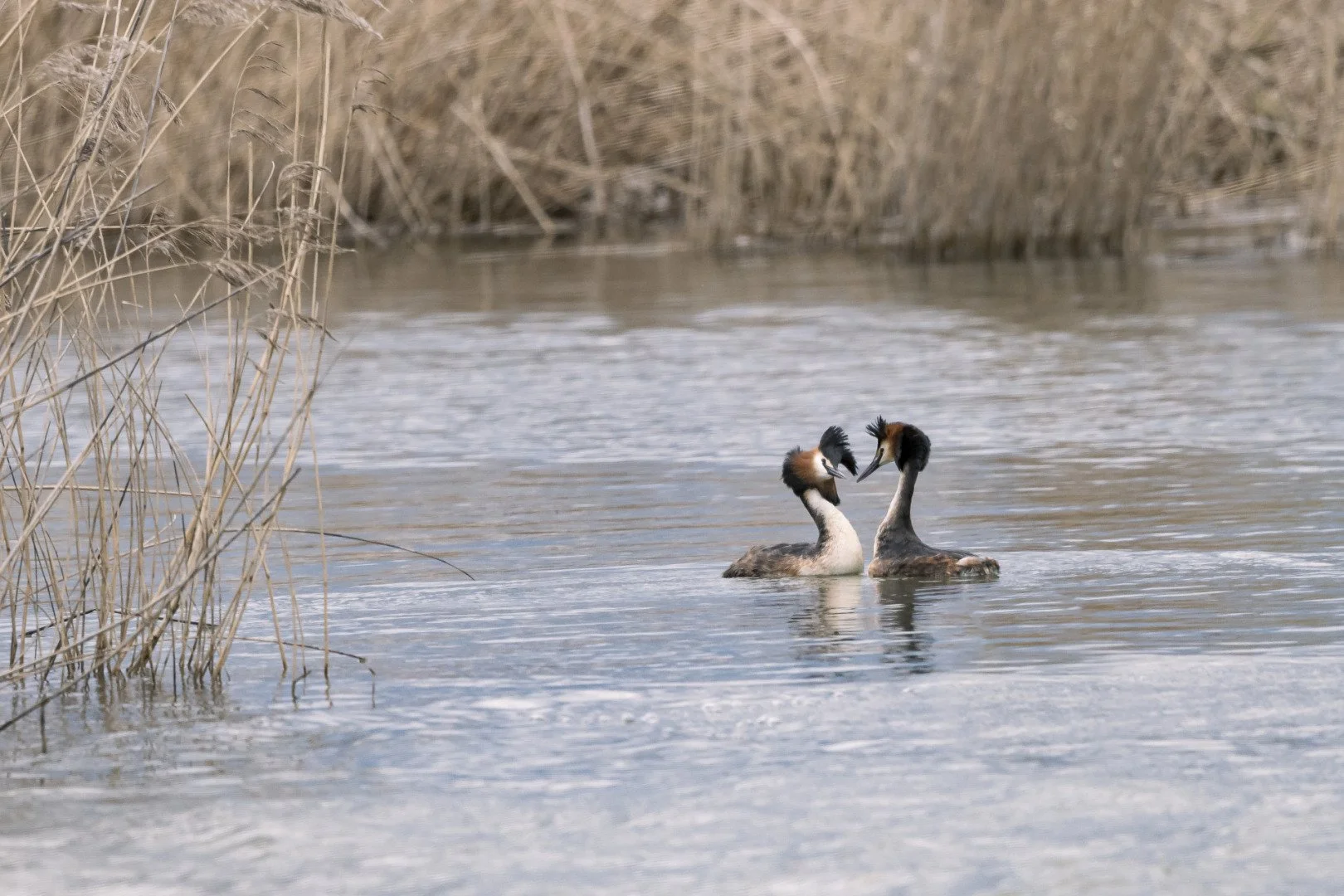 Grebe-huppee.jpg