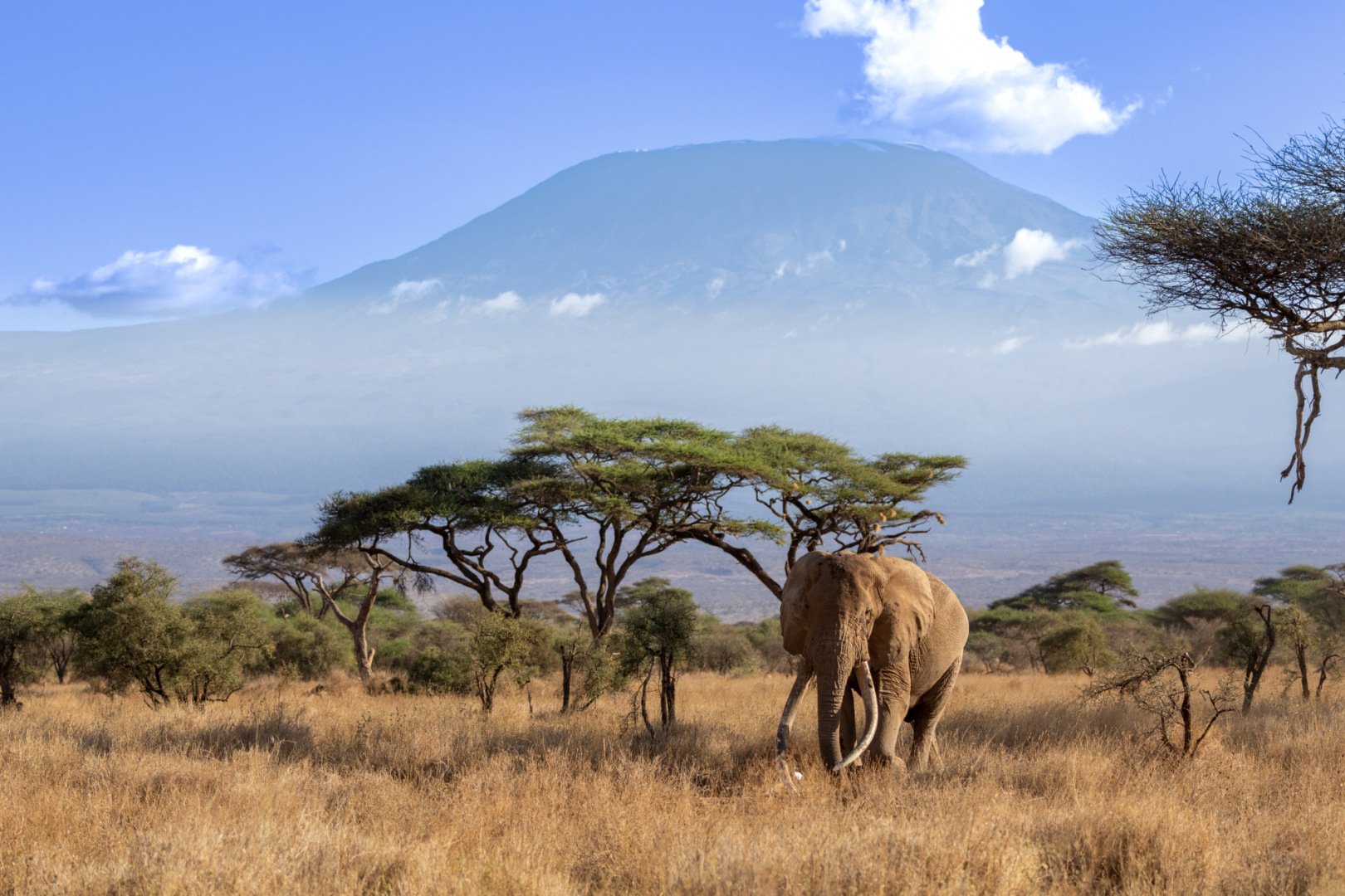 RG_1024_Elephant.jpg