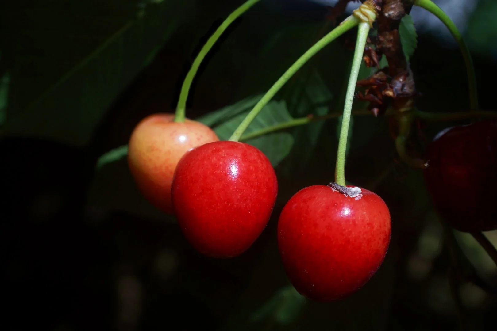 Cerises.jpg